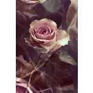 Romantische Rose